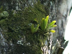 Sarcochilus falcatus