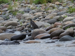 Tigrisoma fasciatum