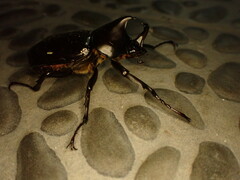 Xylotrupes