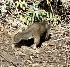 Otospermophilus beecheyi