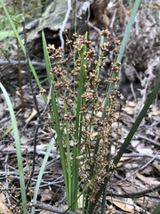 Lomandra multiflora dura