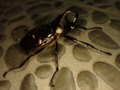 Xylotrupes