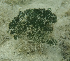 Udotea flabellum