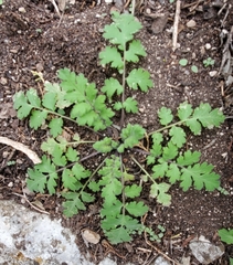 Phacelia congesta