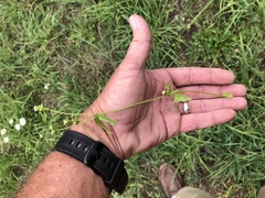 Galinsoga parviflora semicalva