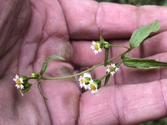 Galinsoga parviflora semicalva
