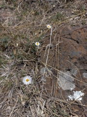 Erigeron longipes