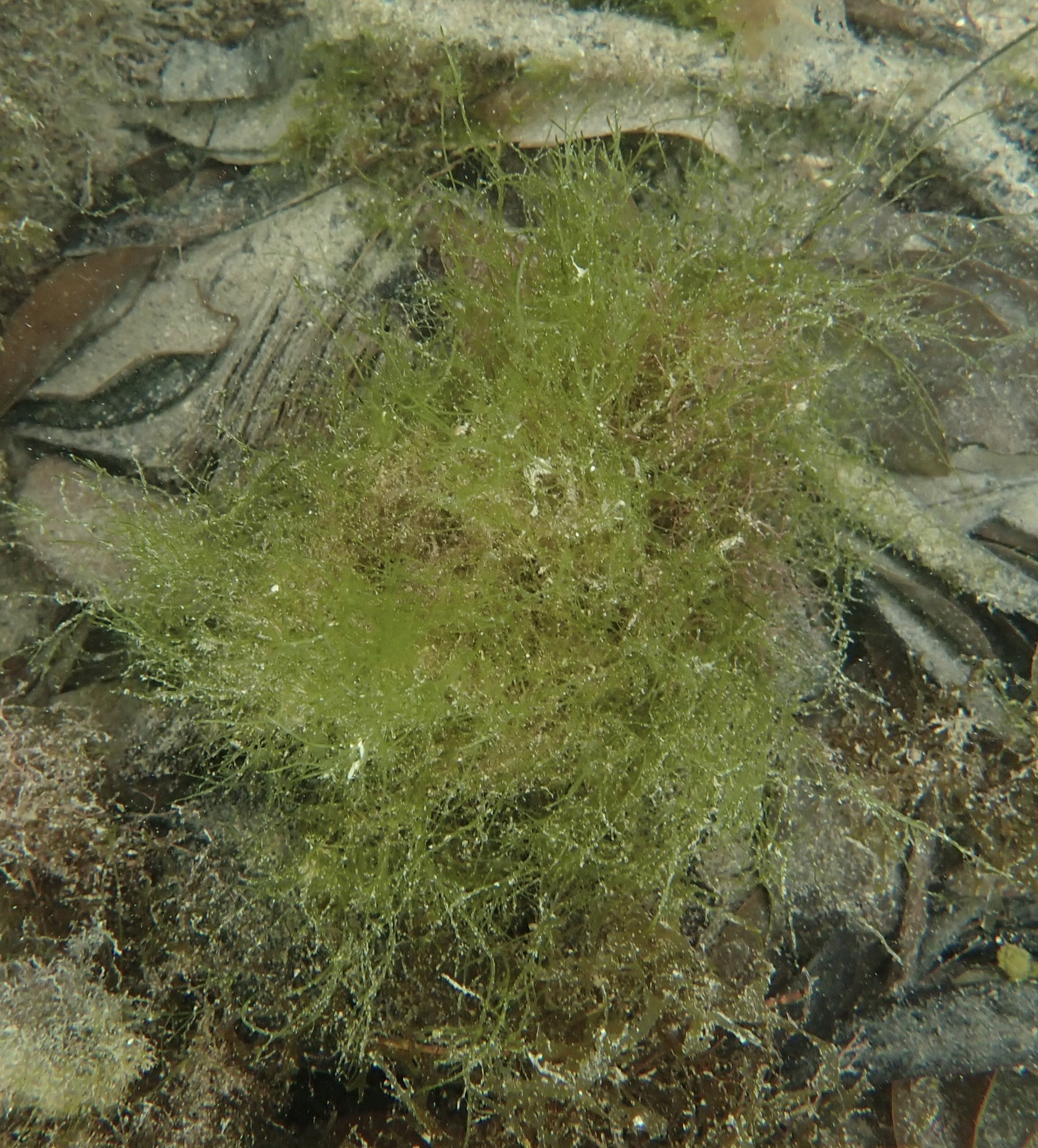 Bryopsis ramulosa