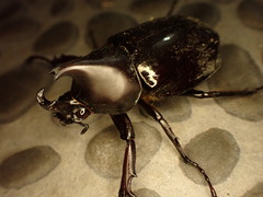 Xylotrupes