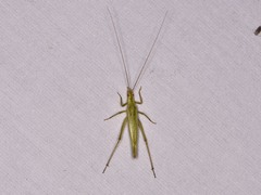 Oecanthus celerinictus
