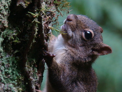 Sciurus aestuans