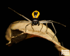 Poecilothomisus speciosus