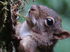 Sciurus aestuans