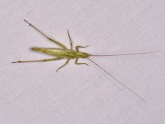 Oecanthus celerinictus