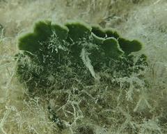 Udotea flabellum