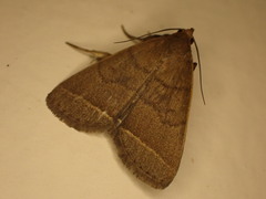 Simplicia cornicalis