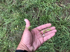 Galinsoga parviflora semicalva