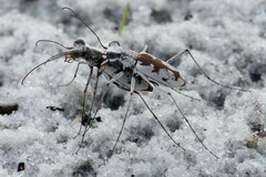 Ellipsoptera hirtilabris