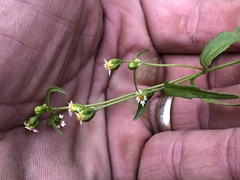 Galinsoga parviflora semicalva