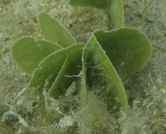 Udotea