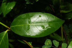Pinochia corymbosa portoricensis