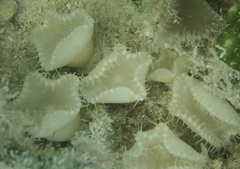 Palythoa grandiflora