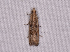 Bactra