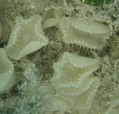 Palythoa grandiflora