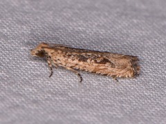 Bactra