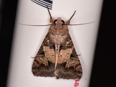 Melipotis agrotoides