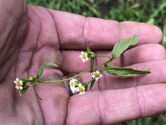 Galinsoga parviflora semicalva