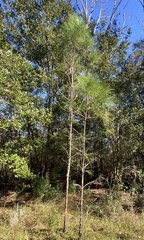 Pinus serotina