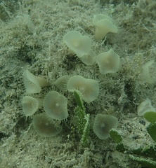 Palythoa