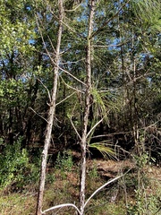 Pinus serotina