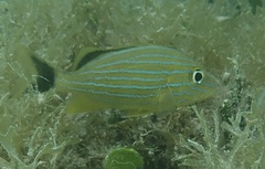 Haemulon sciurus