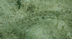 Coryphopterus glaucofraenum