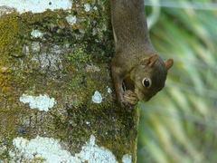 Sciurus aestuans
