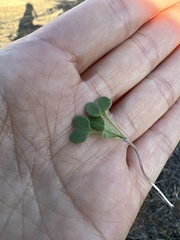 Pterostegia drymarioides
