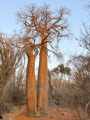 Image of Adansonia rubrostipa