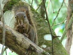 Sciurus aestuans