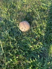 Calvatia cyathiformis