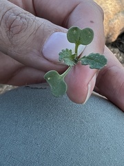 Pterostegia drymarioides