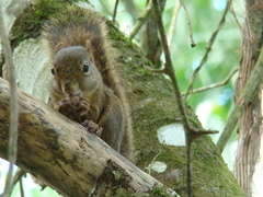 Sciurus aestuans