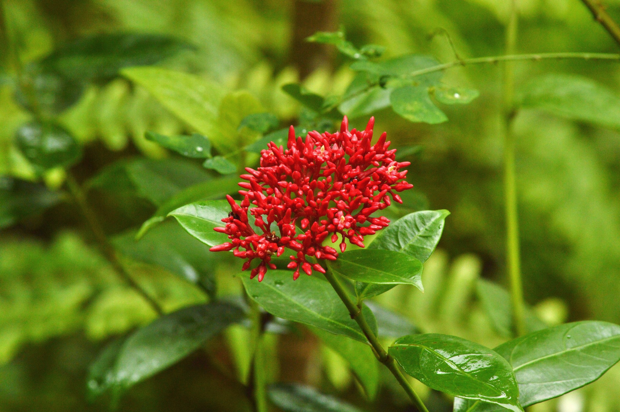 Pinochia corymbosa