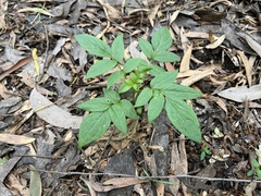 Sambucus gaudichaudiana