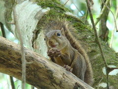 Sciurus aestuans