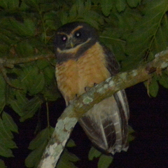 Pulsatrix koeniswaldiana