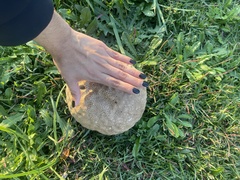 Calvatia cyathiformis