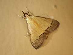 Pseudonoorda nigropunctalis