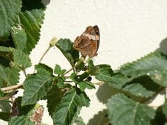 Junonia zonalis